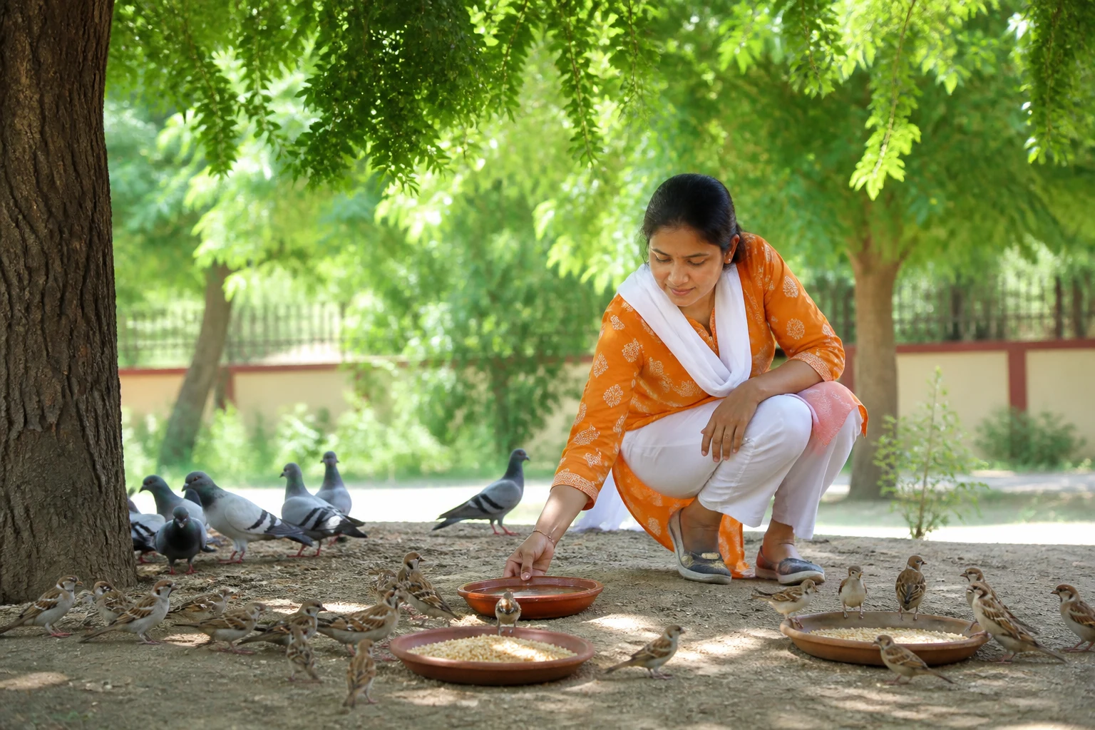 Birds drinking from a water bowl